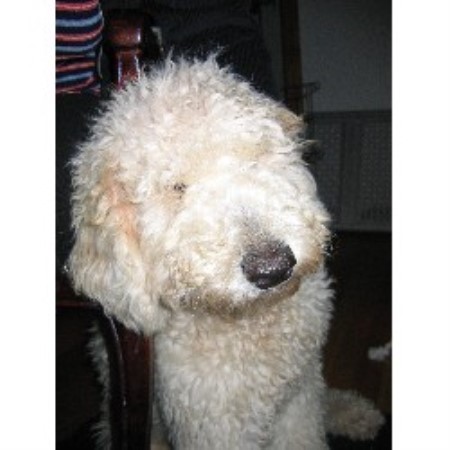 Labradoodle breeder in Connecticut picture 2