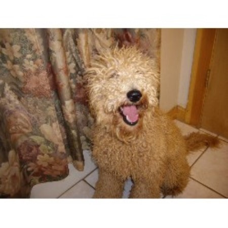 Labradoodle Breeder in North Haven , Connecticut