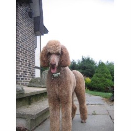 Labradoodle in Connecticut