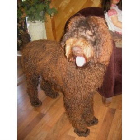 Labradoodle in Connecticut picture 2