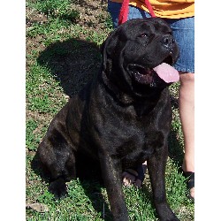 Cane Corso Stud in Silver Lake, Kansas