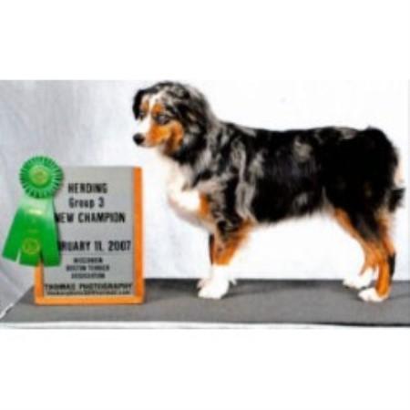 Miniature Australian Shepherd breeder Oneida 13120