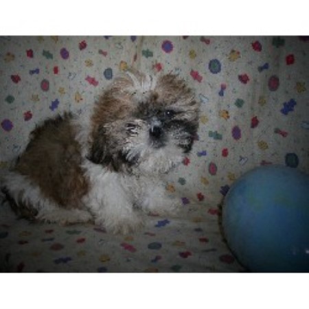 Shih Tzu Breeder in Knoxville, Arkansas