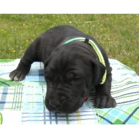 Shih Tzu breeder in Knoxville Arkansas