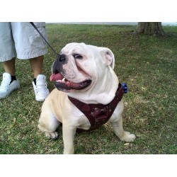 English Bulldog Stud in Downey,ca, California