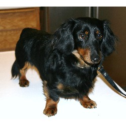 Dachshund Stud in Shasta Lake, California