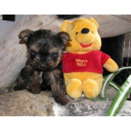 Yorkipoo breeder in New Florence Pennsylvania