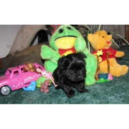 Yorkipoo breeder in Pennsylvania