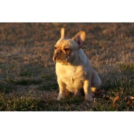 French Bulldog Breeder in Boaz, Alabama