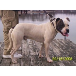 American Pit Bull Terrier Stud in La Vergne, Tennessee