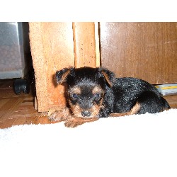 Yorkshire Terrier Breeder in Chelmsford, Massachusetts