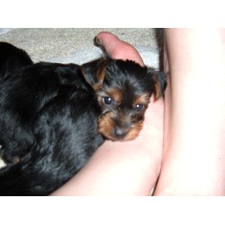 Yorkshire Terrier breeder in Chelmsford Massachusetts