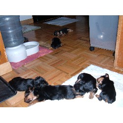 Yorkie in Massachusetts picture 2