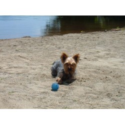 Yorkie in Massachusetts