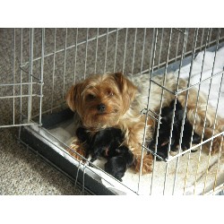 Yorkie breeder in Massachusetts picture 2