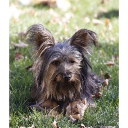 Silky Terrier Breeder in Davenport, New York