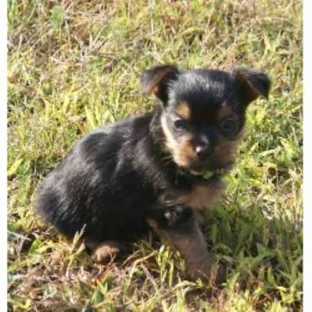 Silky Terrier in New York
