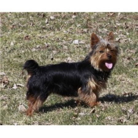 Silky Terrier in New York picture 2
