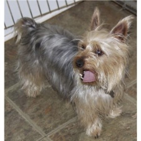 Silky Terrier breeder in New York picture 2