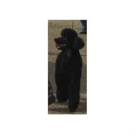 Poodle Standard in Arizona picture 2
