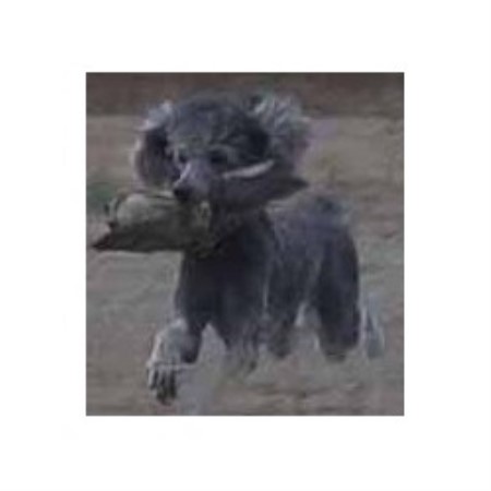 Poodle Standard breeder in Phoenix Arizona