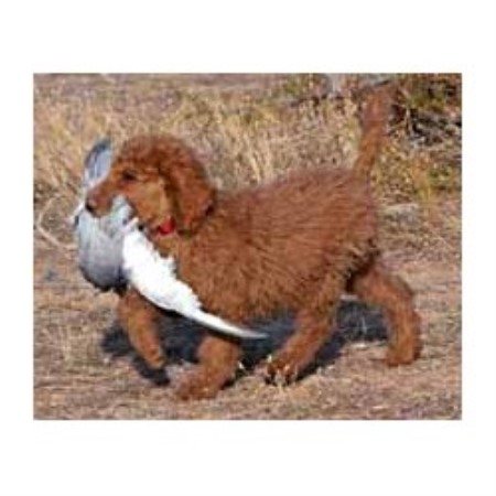 Poodle Standard breeder in Arizona picture 2