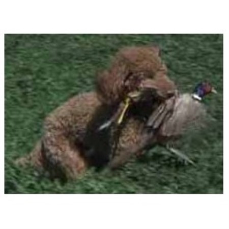 Poodle Standard Breeder in Phoenix, Arizona