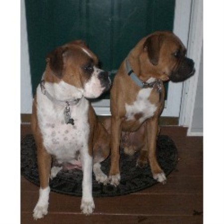 Boxer Breeder in Midlothian, Virginia