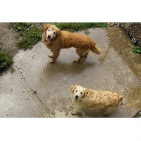 free golden retriever puppies in pa golden retriever breeders in pennsylvania freedoglistings free golden retriever puppies in pa golden retriever breeders in pennsylvania freedoglistings