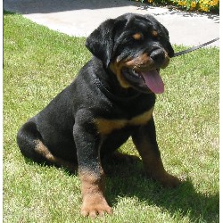 Rottweiler Breeder in Chandler, Arizona
