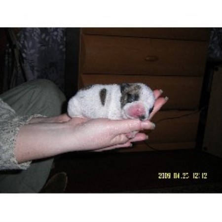 French Bulldog breeder in Massachusetts picture 2