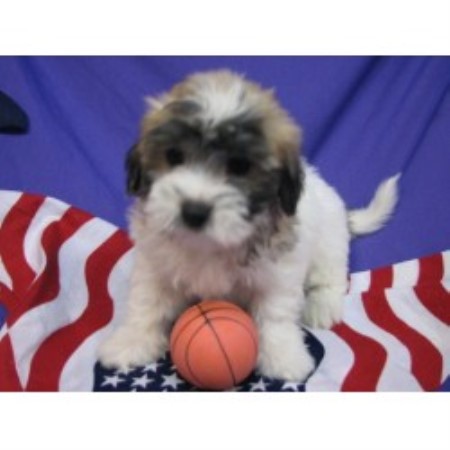 Coton De Tulear Breeder in Hulbert, Oklahoma