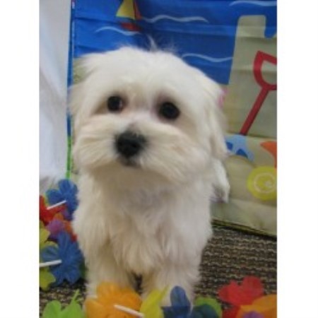 Coton De Tulear in Oklahoma