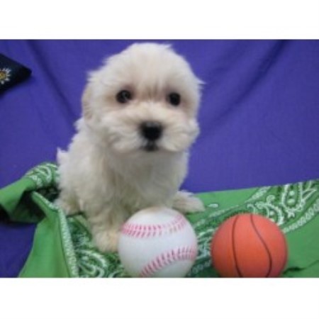 Coton De Tulear in Oklahoma picture 2
