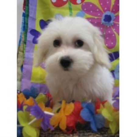 Coton De Tulear breeder in Hulbert Oklahoma
