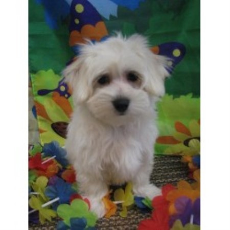 Coton De Tulear breeder in Oklahoma picture 2