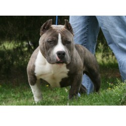 American Pit Bull Terrier Breeder in Buffalo, New York