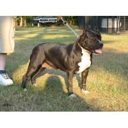 American Pit Bull Terrier breeder in Buffalo New York