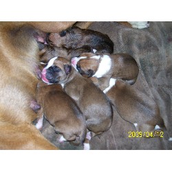 Boxer Breeder in Moreno Valley, California