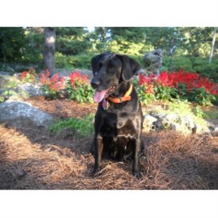 lab puppies for sale in oklahoma labrador retriever puppies for sale tulsa ok lab puppies for sale in oklahoma labrador retriever puppies for sale tulsa ok