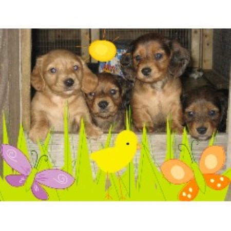 Dachshund Breeder in Summerfield, Florida
