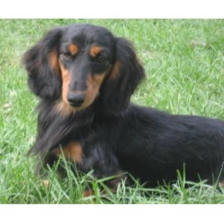 Doxie in Florida