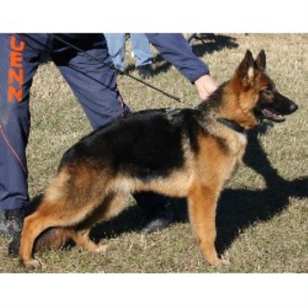 GSD,Alsatian breeder in Florida picture 2