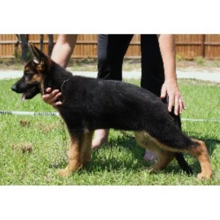 GSD,Alsatian in Florida
