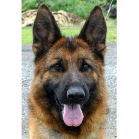 German Shepherd Dog breeder in Weeki Wachee Florida