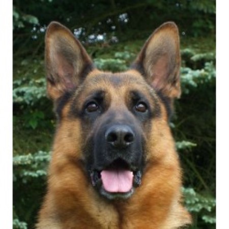 German Shepherd Dog Breeder in Weeki Wachee, Florida
