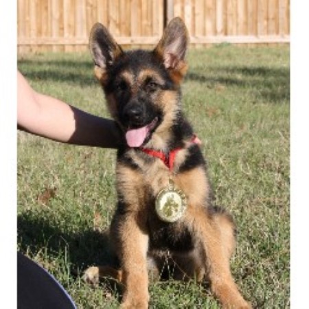 GSD,Alsatian in Florida picture 2