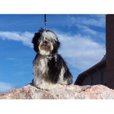 havanese rescue colorado marti havanese breeder in longmont colorado listing id 13210 havanese rescue colorado marti havanese breeder in longmont colorado listing id 13210