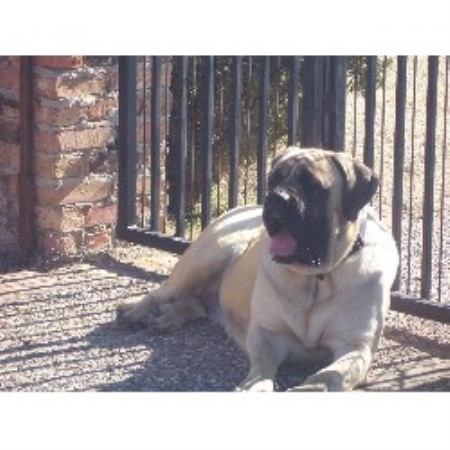 Mastiff Breeder in Texas (Kennel: North Texas Mastiffs)