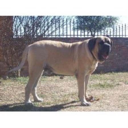 Mastiff Breeder in Texas (Kennel: North Texas Mastiffs)